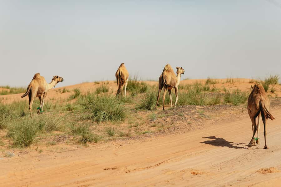 From Dubai: Fujairah East Coast Tour - Fujairah Fort on its hill