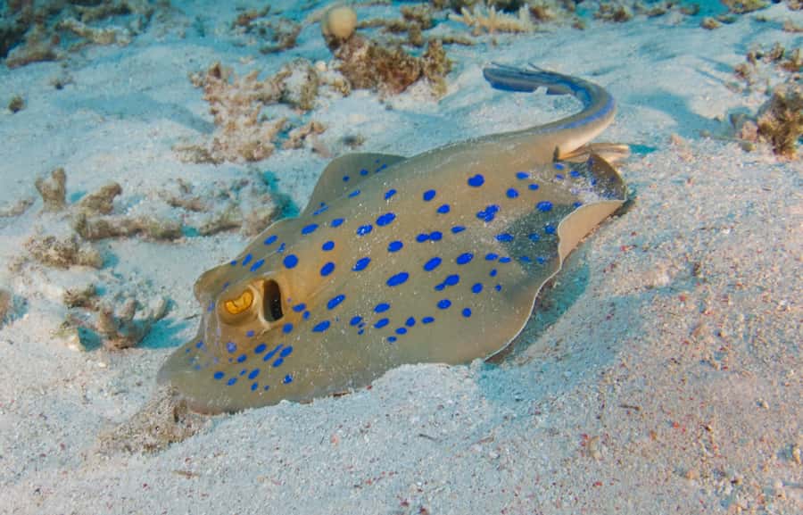 From Dubai: Fujairah Half-Day Scuba Dive and Snorkeling - Leaving Dubai before breakfast