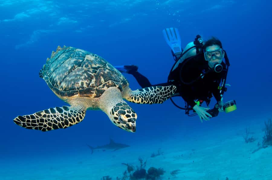 From Dubai: Fujairah Half-Day Scuba Dive and Snorkeling - The boat trip to Fujairah’s reefs