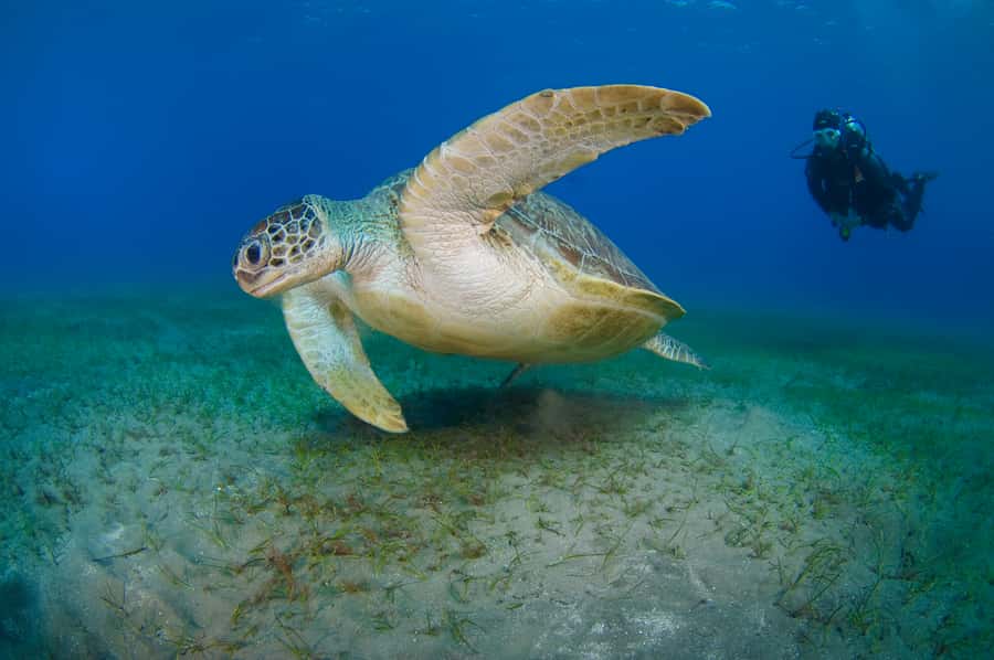 From Dubai: Fujairah Half-Day Scuba Dive and Snorkeling - Snorkeling is more than a backup plan