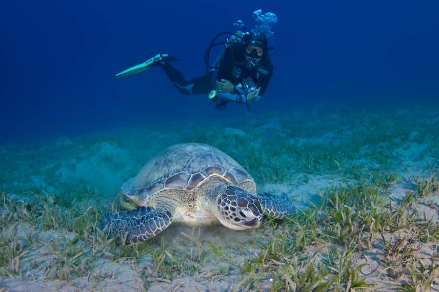 From Dubai: Fujairah Half-Day Scuba Dive and Snorkeling - Two reef sites for certified divers