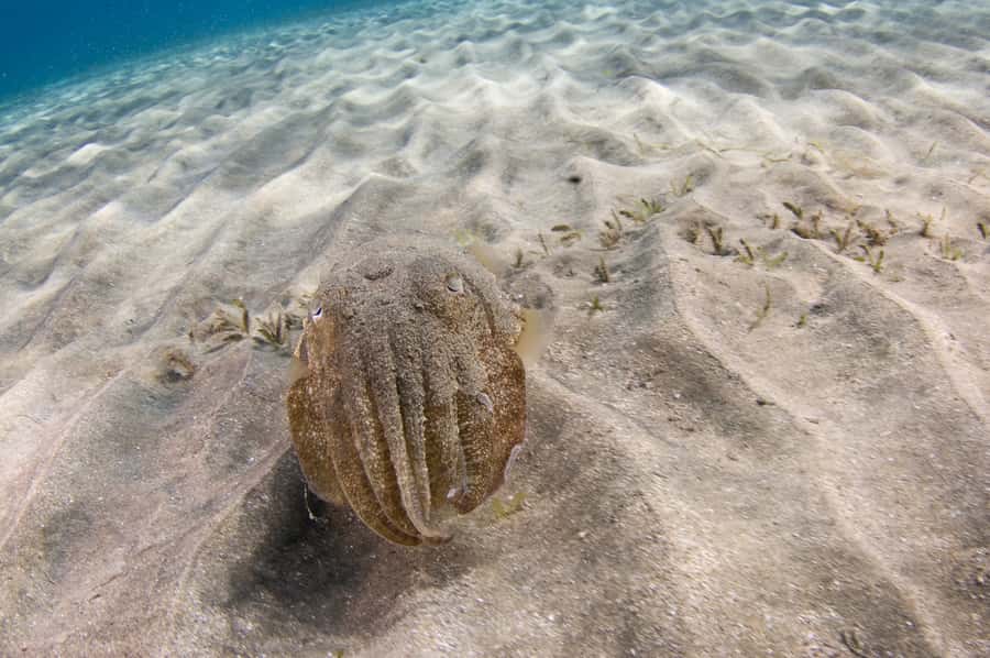 From Dubai: Fujairah Half-Day Scuba Dive and Snorkeling - Who will enjoy this Fujairah outing