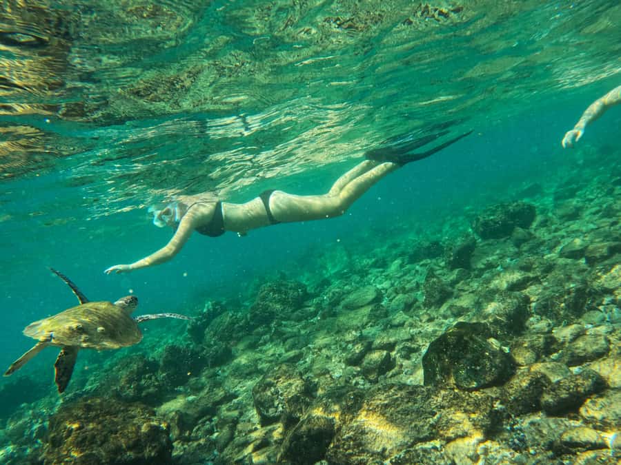 From Dubai: Fujairah Snorkeling with Turtles, Transfer & BBQ - At a glance