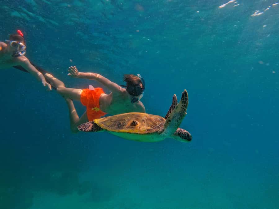 From Dubai: Fujairah Snorkeling with Turtles, Transfer & BBQ - Two hours from Dubai, then straight into the sea
