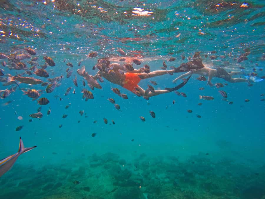 From Dubai: Fujairah Snorkeling with Turtles, Transfer & BBQ - The BBQ lunch is a useful pause, not the main event