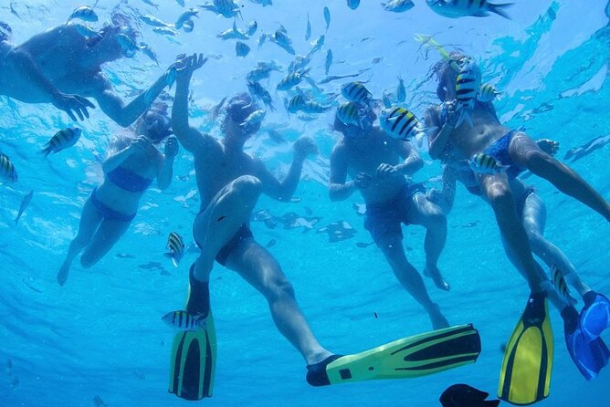 From Dubai: Snorkeling trip in Fujairah - What you may see below the surface