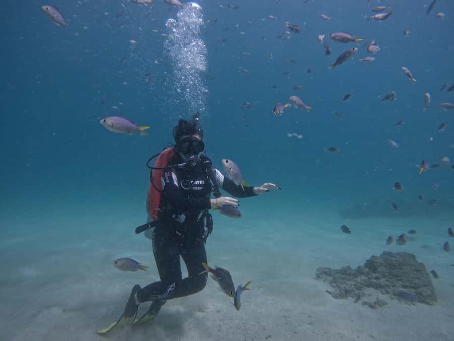 From Dubai: Try Scuba Diving, Snorkeling with BBQ & Transfer - Why Fujairah makes sense for a first scuba outing
