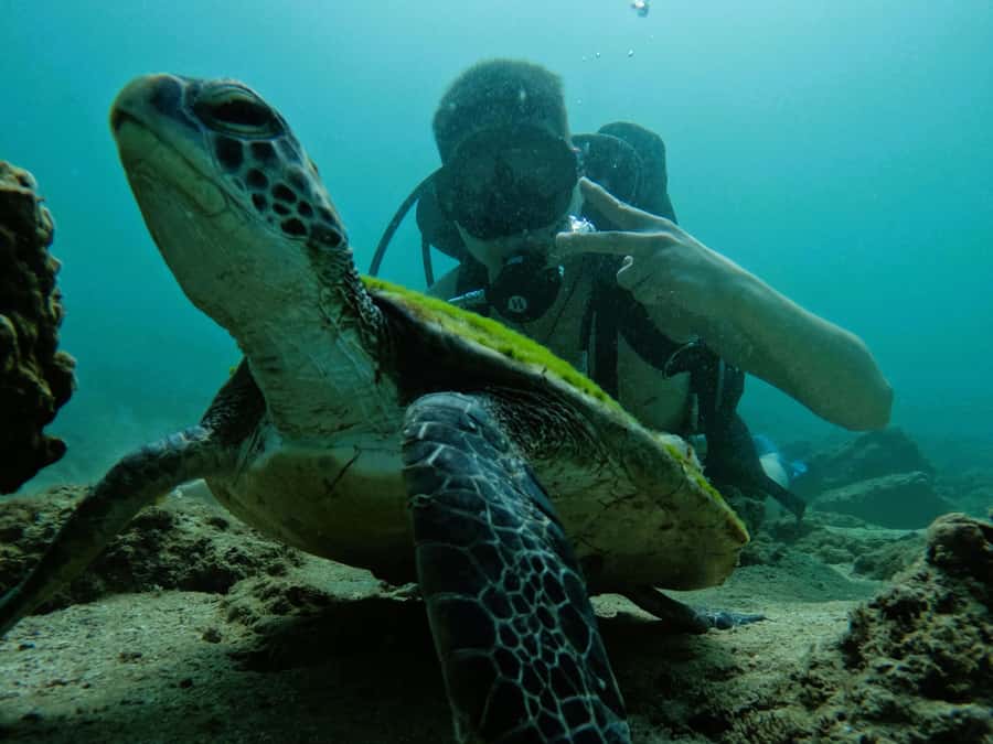 From Dubai: Try Scuba Diving, Snorkeling with BBQ & Transfer - Three short sights on the way home