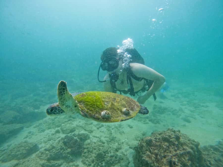 From Dubai: Try Scuba Diving, Snorkeling with BBQ & Transfer - What the small group changes