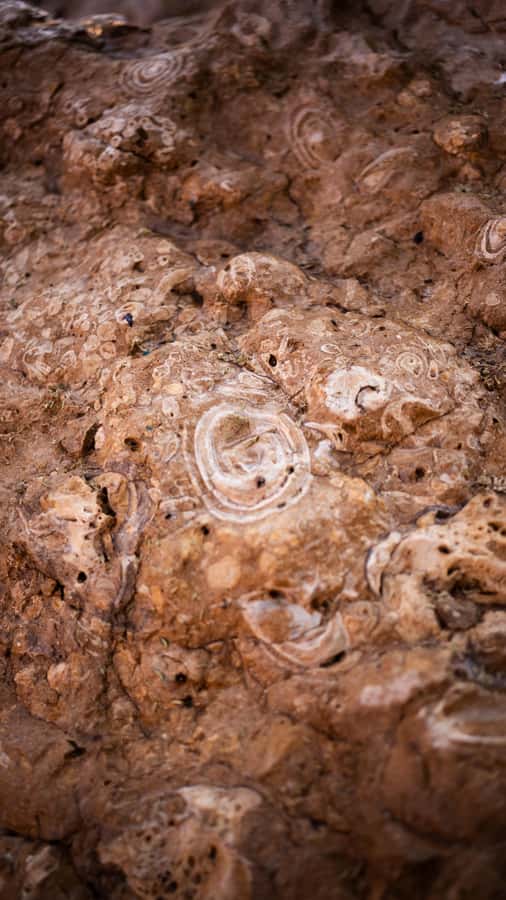 From Dubai: Zerzura Dune Buggy Experience & Fossil Discovery - Snacks, showers, and the practical details