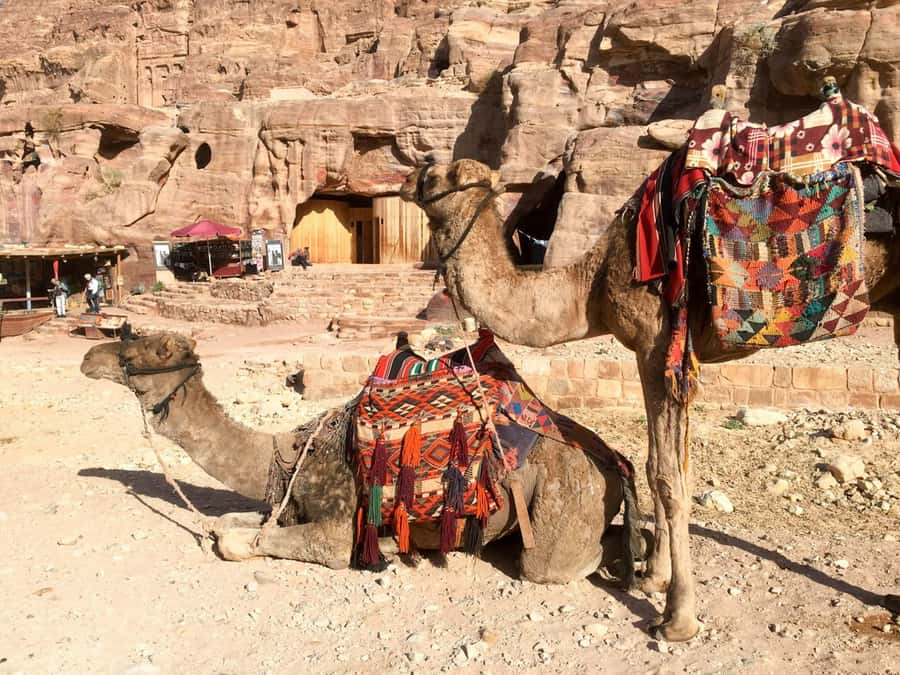From Eilat: Petra Full-Day Guided Tour with Transfers - Who should book this Petra day trip?