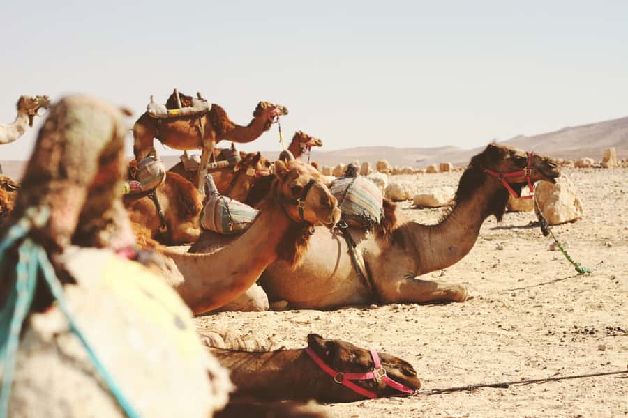 From Jerusalem: Bethlehem, Jericho & Qasr al-Yahud - Should you book this Bethlehem and Jericho tour?