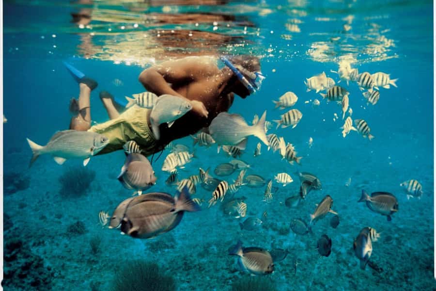 From Muscat: Dimaniyat Islands Snorkeling Tour - Key points to know before booking