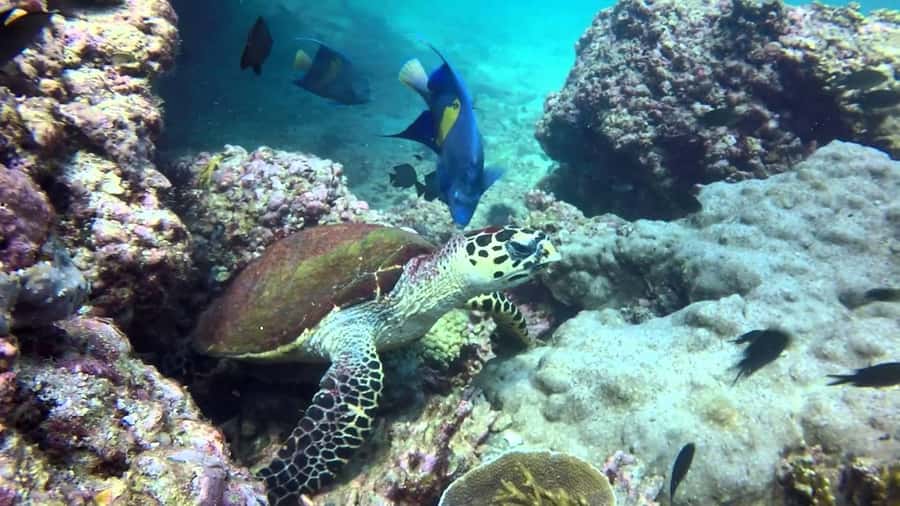 From Muscat: Dimaniyat Islands Snorkeling Tour - Booking, weather, and what to pack