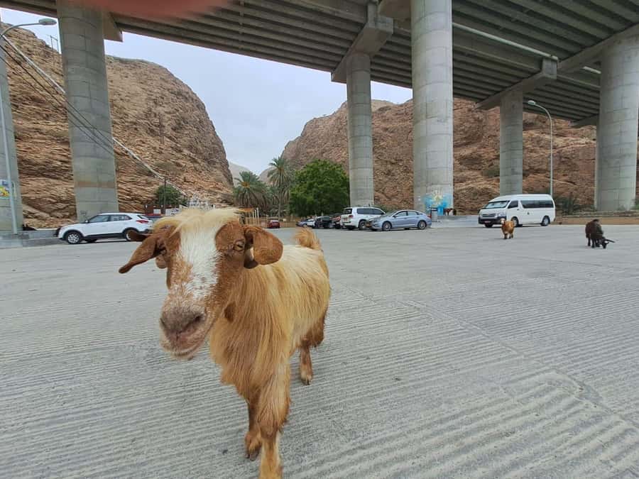From Muscat: Guided Overnight Desert Camp Tour - Wadi Shab: the active start