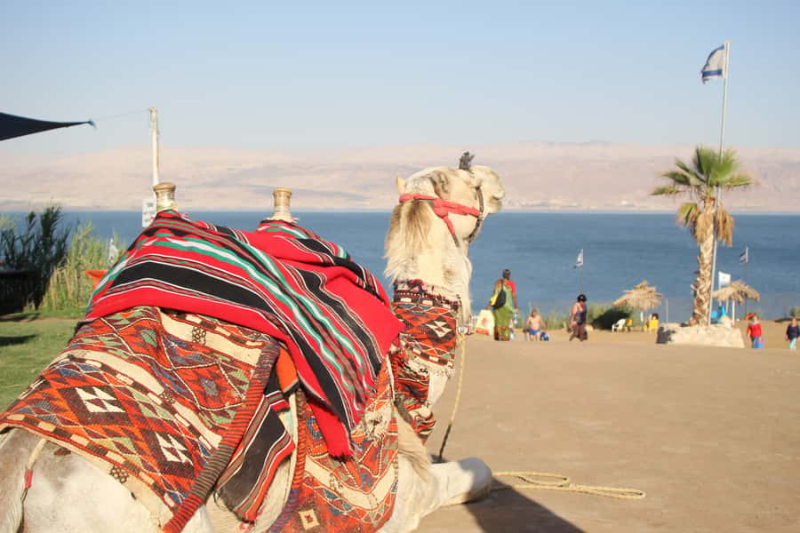 From Tel Aviv: Dead Sea Self-Guided Chill-Out Day Trip - Meeting at Abraham Tel Aviv