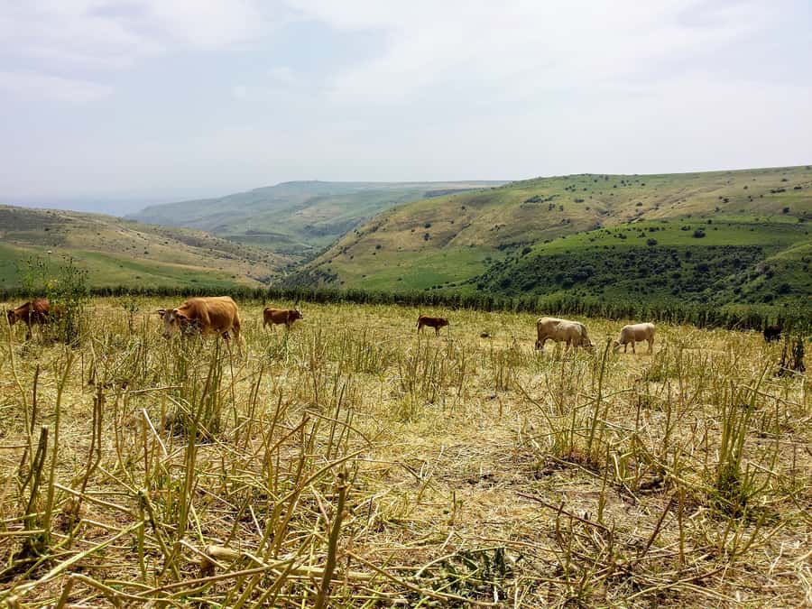 From Tel Aviv: Golan Heights Tour - Why this 10-hour route is worth the long ride