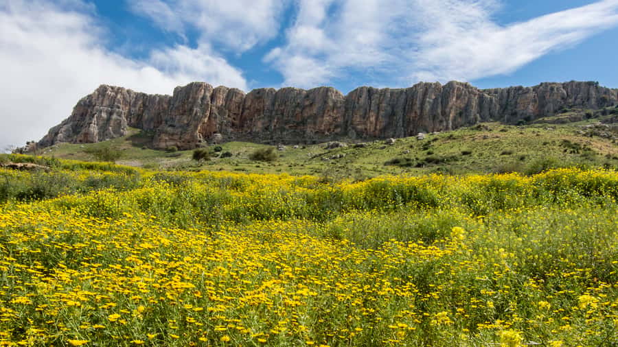 From Tel Aviv: Golan Heights Tour - Across the plain of Armageddon and toward Megiddo