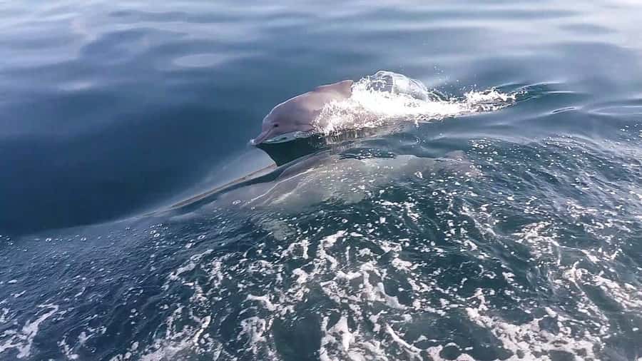 From UAE: Musandam Khasab Dolphin Watching Trip with Lunch - Key points to know before booking
