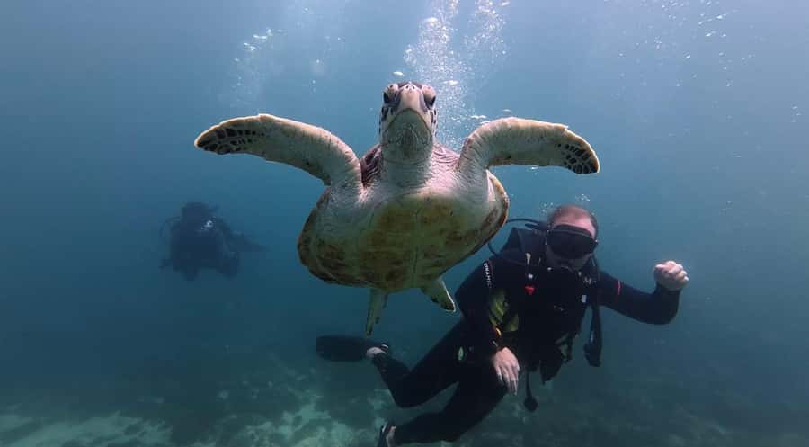 Fujairah: 2 Fun Dive Experience for Certified Divers - Leaving Dubai for Dibba’s Gulf of Oman coast