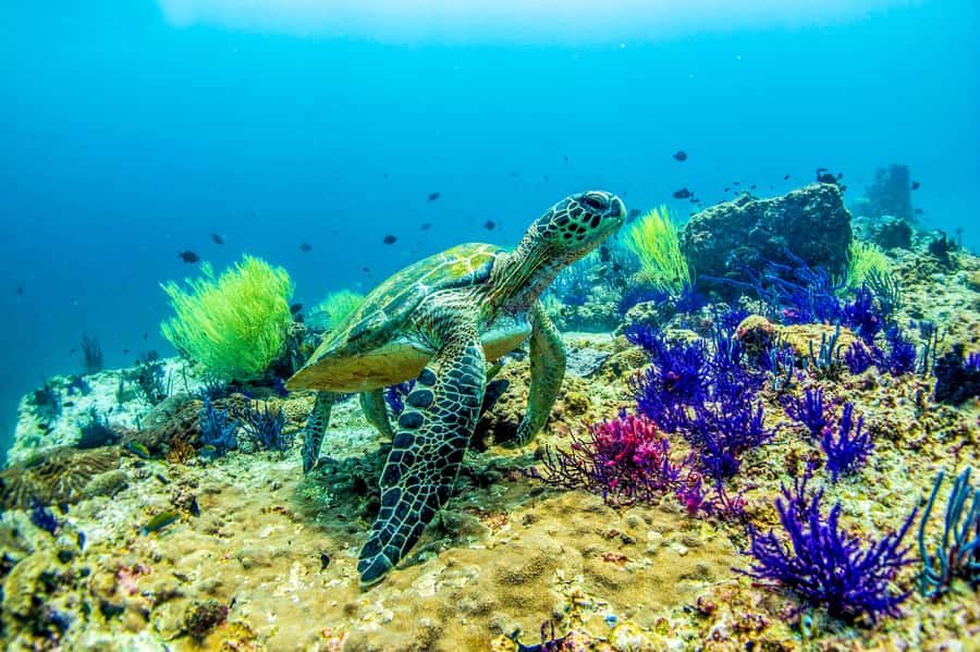 Fujairah: 2 Fun Dive Experience for Certified Divers - What you may see around Dibba Rock