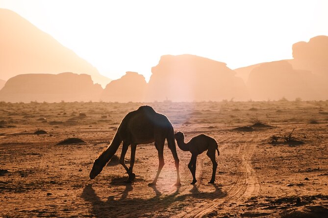 Full day Jeep Tour in Wadi Rum desert - Khazali Canyon and ancient carvings