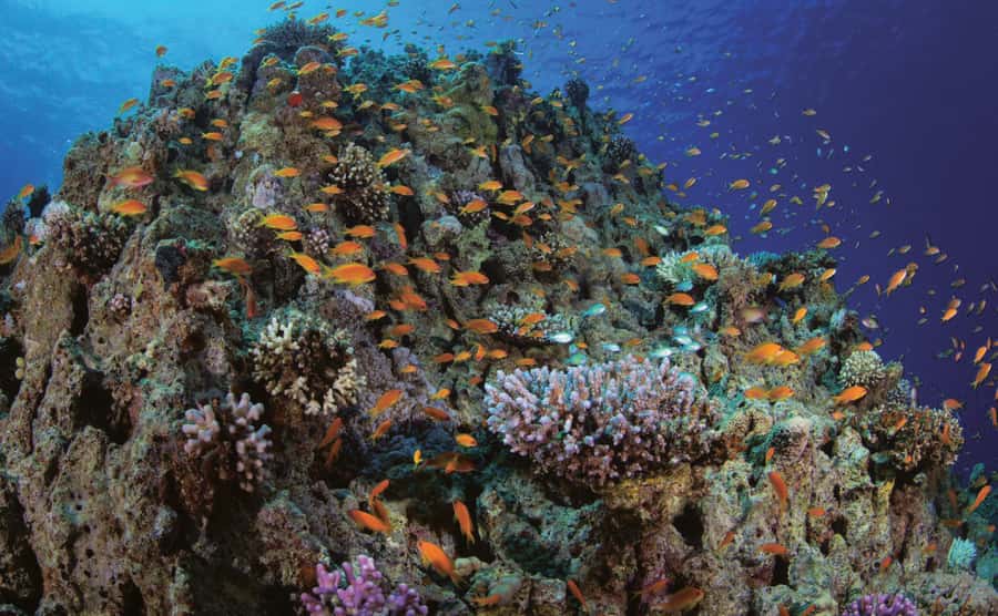 Glass Boat & Snorkeling with day use of Berenice Beach Club - Who will enjoy this Aqaba outing most