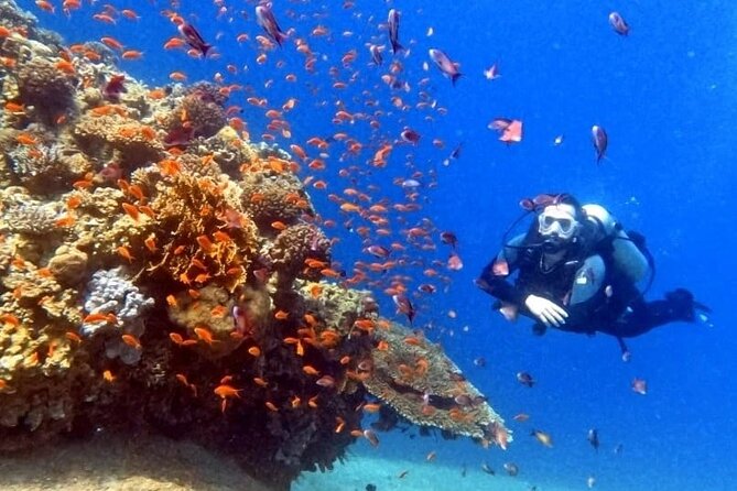 Guided Scuba Diving Adventure in Aqaba - Group size, timing, and what to ask