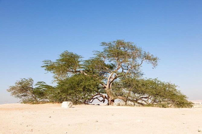 Half-Day Desert Tour - Ancient Bahrain at the A’Ali Burial Mounds