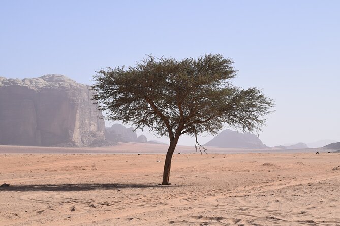 Half day Jeep and camel tour No stay - The camel ride is a gentle introduction, not a full desert trek