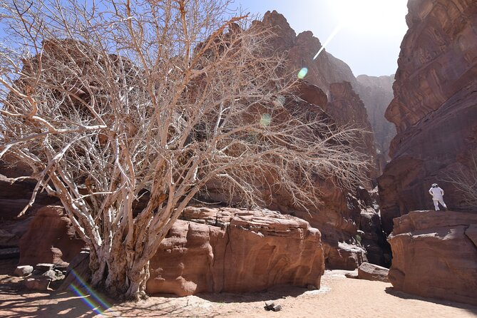 Half day Jeep and camel tour No stay - Tea, coffee, and water make the short tour easier