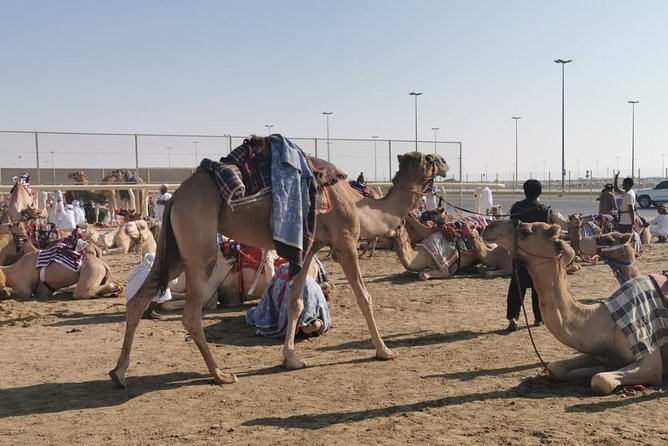 Half-Day Private Guided Camel Race Tour in Qatar - Al Shahaniya turns camel racing into a live local event