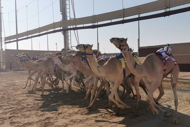 Half-Day Private Guided Camel Race Tour in Qatar - The trackside drive is the main thrill