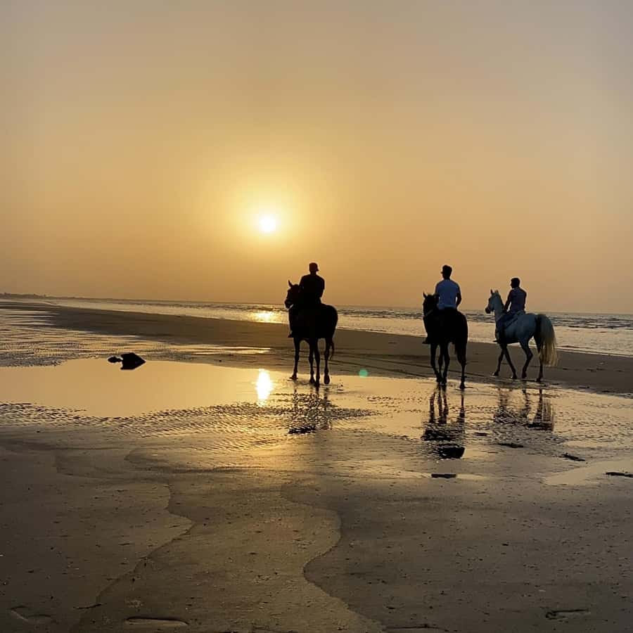 Horse riding in muscat beach - Key points before you saddle up
