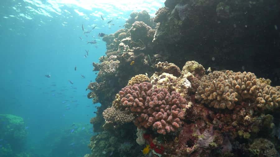 Jeddah: Bayada Leisure Boat Trip with Snorkeling - Timing, cancellation, and basic planning