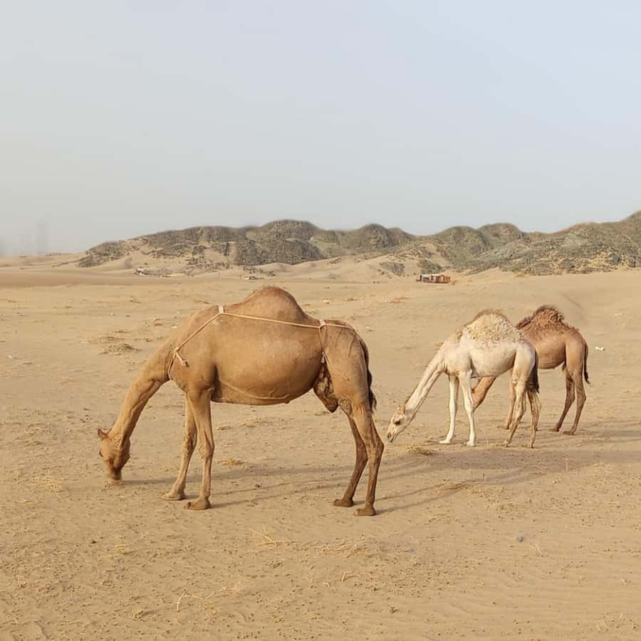 Jeddah Desert Safari: Quad Biking, Camel Farm & Sunset Views - The return drive and what the three hours really includes