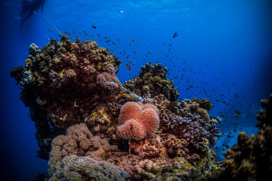 Jeddah: Guided Snorkeling Trip with Snacks and Drinks - Snacks, drinks, and what to pack