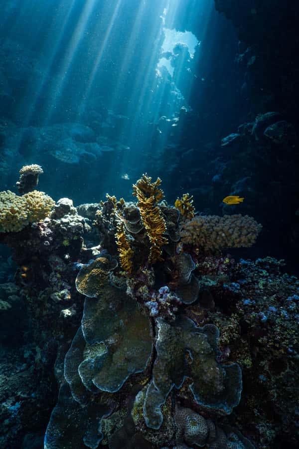 Jeddah: Guided Snorkeling Trip with Snacks and Drinks - Is $110 a fair price?
