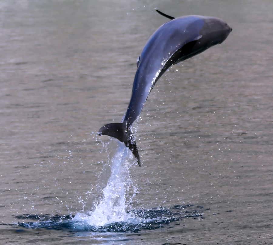 Khasab: Half-Day Dhow Cruise with Dolphin Watching - Food, drinks, and onboard comfort