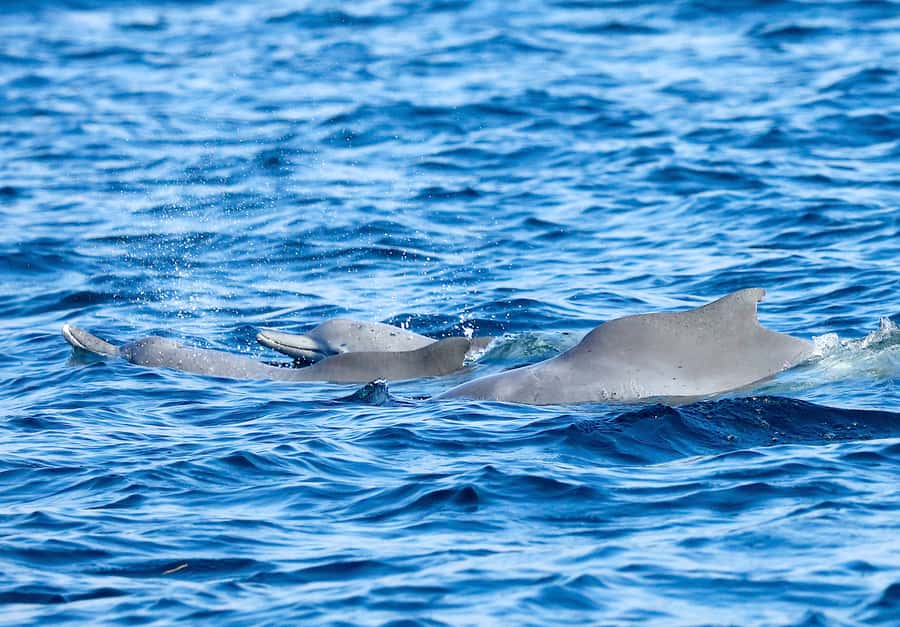 Khasab: Half-Day Dhow Cruise with Dolphin Watching - Who will enjoy this dhow cruise most