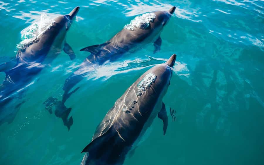 Khasab: Khor Sham Half-Day Cruise with Snorkeling & Dolphins - Key points to know before booking
