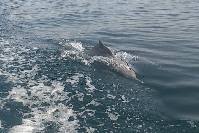 Khasab Musandam Full Day dhow cruise with lunch and Snorkeling - What the $50 price really covers
