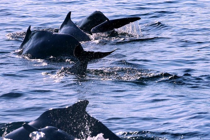 Khasab Musandam Half Day Dhow Cruise - Dolphin Watching Depends on Nature