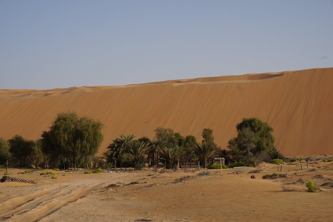 Liwa Full Day Desert Safari from Abu Dhabi - Camel farms, date farms, and a closer look at desert life