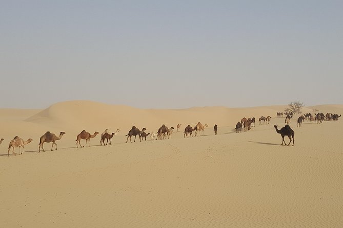 Liwa Oasis Desert Drive from Abu Dhabi - Is $350 per person a fair price?