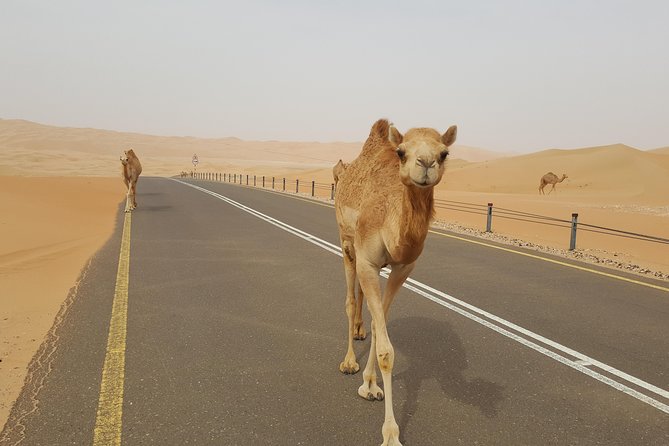 Liwa Oasis Desert Drive from Abu Dhabi - What makes the guides important
