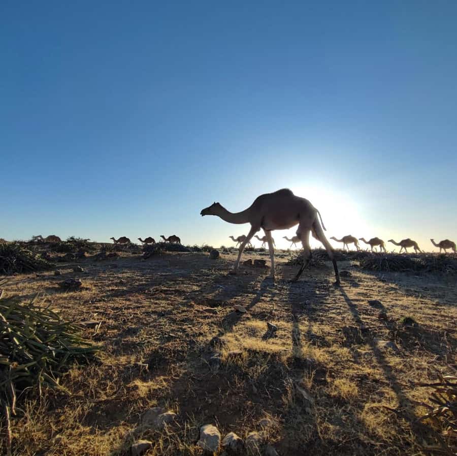 Luxury Overnight Desert Safari in Salalah - Who will enjoy this Salalah safari most