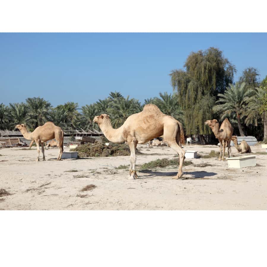 Manama: Bahrain City and Desert Tour with Transfers - The boat ride and views toward Muharraq
