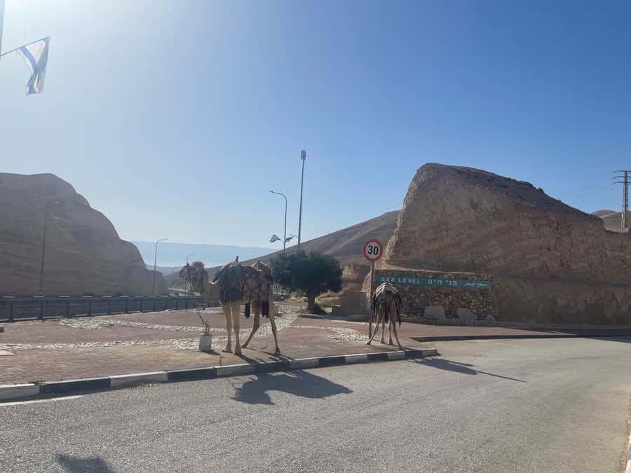 Masada Dead Sea: Small Group Tour from Tlv INCL. ENTRY FEES - Should you book it?