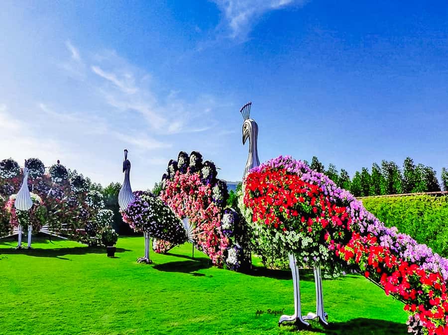Miracle Flora & Fauna Marvels at Miracle Garden - The practical value of hotel pickup